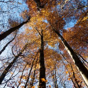 8) Faggete del Pollino - L'escursione al Parco Nazionale del Pollino è un'esperienza da vivere assolutamente in autunno, il momento in cui offre contrasti cromatici suggestivi e soprattutto una particolare ricchezza nel sottobosco: tantissime sono le specie di funghi presenti anche se su tutti prevale il porcino.