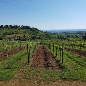 3) Toscana - Vendemmia, raccolta delle olive, delle castagne e dei funghi: la Toscana è l'emblema dell'autunno, un'esplosione di colori, profumi e sapori. Dalle colline e vigneti del Chianti da percorrere in bicicletta, al fortilizio medievale di Anghiari, ai suggestivi centri storici di Volterra e San Gimignano, si ha solo l'imbarazzo della scelta per un week end all'insegna della bellezza.