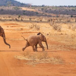 I 5 parchi più belli per un safari in Africa