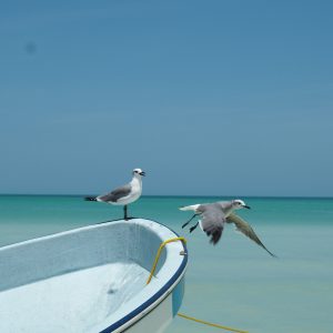 holbox