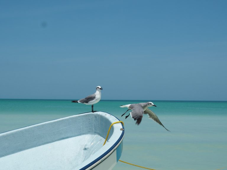 holbox