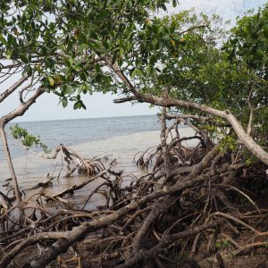 Viaggio fotografico all’isola di Holbox