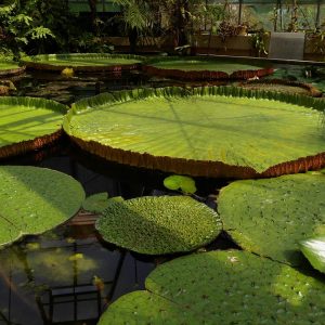 Crociera sul Rio delle delle Amazzoni, cuore pulsante del Brasile