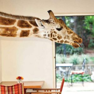 Giraffe Manor Hotel: a Nairobi la colazione con le giraffe