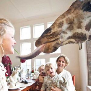 Giraffe Manor Hotel: a Nairobi la colazione con le giraffe