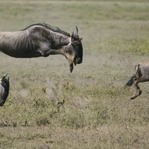 Tanzania in inverno per assistere alla Grande Migrazione al Serengeti