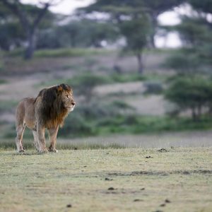 Tanzania in inverno per assistere alla Grande Migrazione al Serengeti