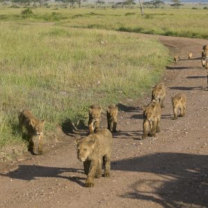 Tanzania in inverno per assistere alla Grande Migrazione al Serengeti