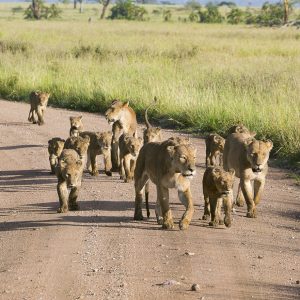 Tanzania in inverno per assistere alla Grande Migrazione al Serengeti