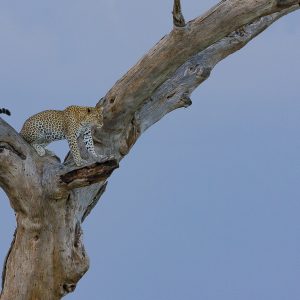 Tanzania in inverno per assistere alla Grande Migrazione al Serengeti