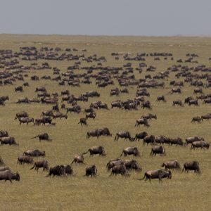 Tanzania in inverno per assistere alla Grande Migrazione al Serengeti