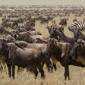 Tanzania in inverno per assistere alla Grande Migrazione al Serengeti