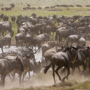 Tanzania in inverno per assistere alla Grande Migrazione al Serengeti