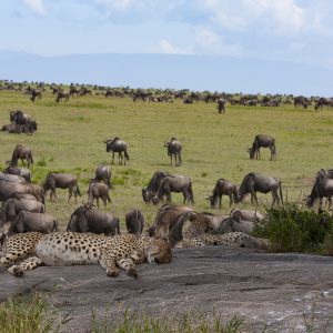 Tanzania in inverno per assistere alla Grande Migrazione al Serengeti