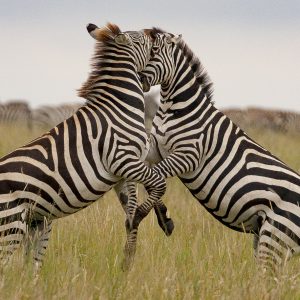 Tanzania in inverno per assistere alla Grande Migrazione al Serengeti