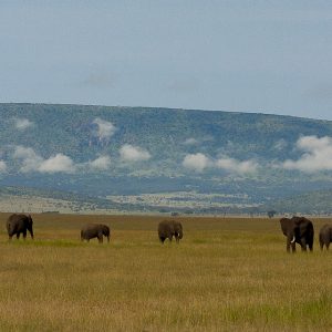 Tanzania in inverno per assistere alla Grande Migrazione al Serengeti