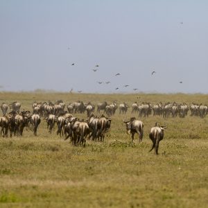 Tanzania in inverno per assistere alla Grande Migrazione al Serengeti