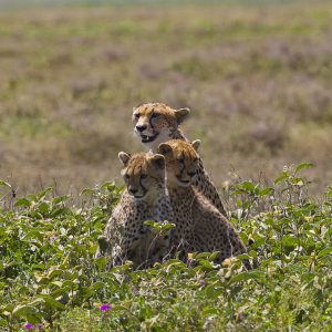 Tanzania in inverno per assistere alla Grande Migrazione al Serengeti