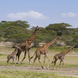 Tanzania in inverno per assistere alla Grande Migrazione al Serengeti