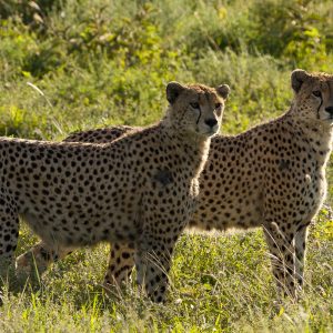 Tanzania in inverno per assistere alla Grande Migrazione al Serengeti