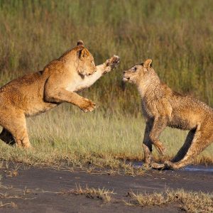 Tanzania in inverno per assistere alla Grande Migrazione al Serengeti