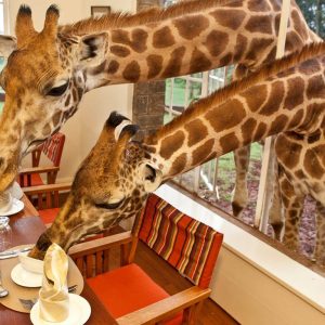 Giraffe Manor Hotel: a Nairobi la colazione con le giraffe