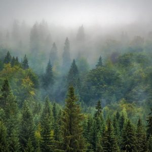 Transilvania: terra di foreste e castelli sospesi nel tempo