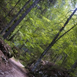 I Laghi di Fusine, imperdibili bellezze dell’Alto Friuli