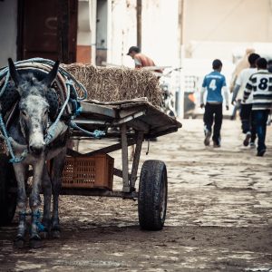 Mercato di Douz