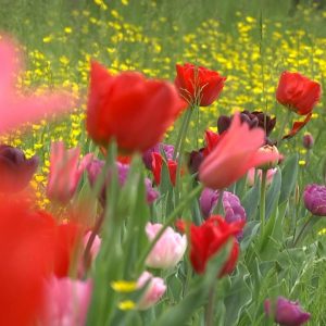 Giardinity Primavera 2017:la natura si risveglia a Villa Pisani Bolognesi Scalabrin