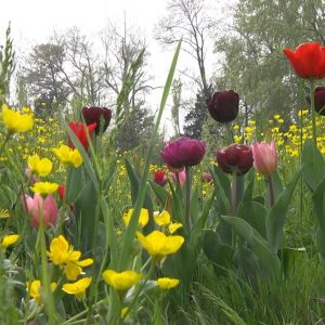 Giardinity Primavera 2017:la natura si risveglia a Villa Pisani Bolognesi Scalabrin