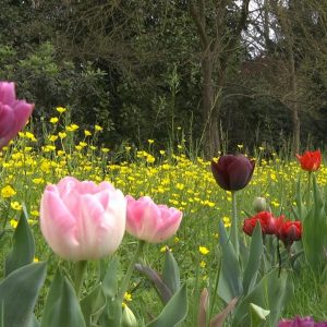 Giardinity Primavera 2017:la natura si risveglia a Villa Pisani Bolognesi Scalabrin