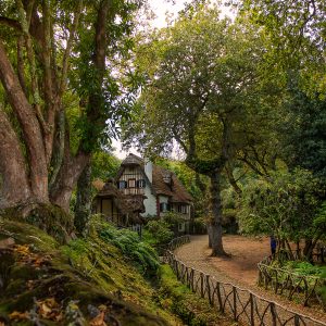 Madeira vanta la più grande foresta Laurissilva del mondo, una bellezza naturale con una ricca biodiversità delle specie endemiche di flora e fauna, classificata come Patrimonio Mondiale Naturale dall'UNESCO, nel 1999.