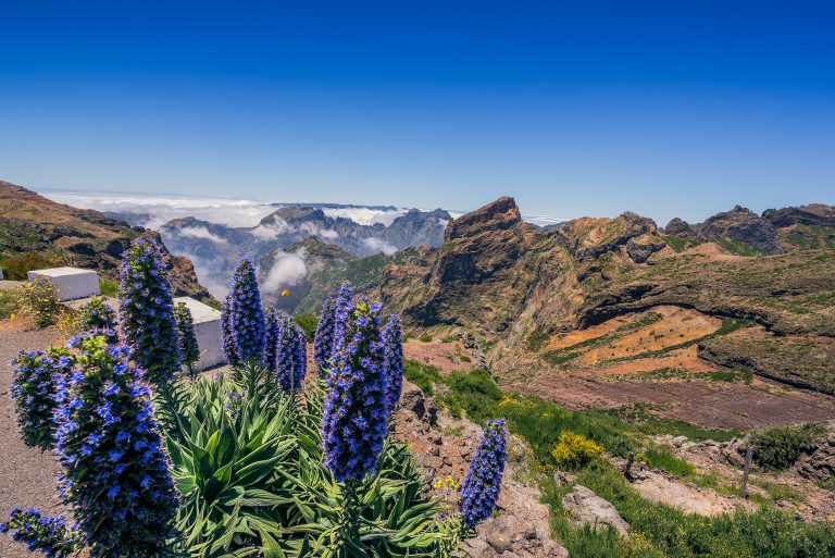 madeira