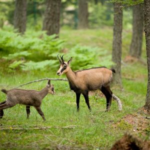 Parco Eco faunistico - Aprica