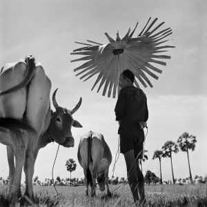 CAMBODIA. Farmer shading himself as he looks after his grazing cows. 1952.