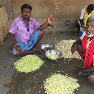 India: in Tamil Nadu e Kerala alla ricerca di suoni, colori e profumi di spezie 