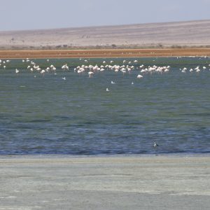 Israele da scoprire: Eilat, una perla tra Mar Rosso e deserto del Negev