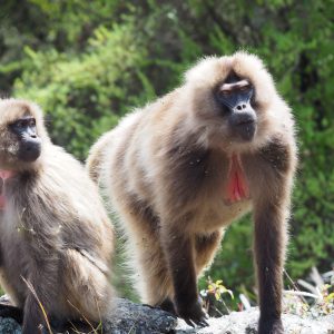 Parco naturale del Simien