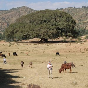 Tigrai, Sicomoro