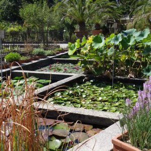 L’Orto Botanico di Padova, la “culla della scienza” patrimonio UNESCO