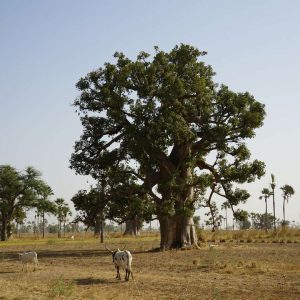 Visitare il Senegal: un itinerario tra paesaggi naturali e vaste spiagge incontaminate