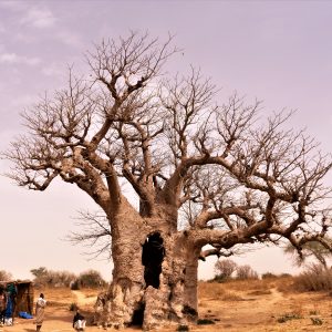 Albero di Baobab