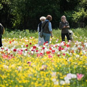 A Padova arriva la terza edizione di “Giardinity Primavera”