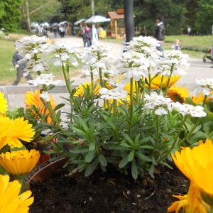 Ortinparco: il festival degli orti a Levico Terme