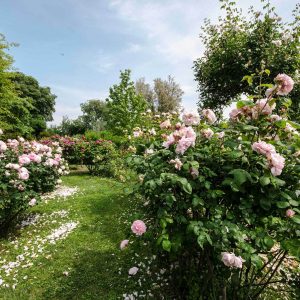 Visitare il Castello di Cordovado ed il labirinto di rose in Friuli Venezia Giulia