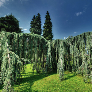 Il Parco delle Terme di Levico in Trentino