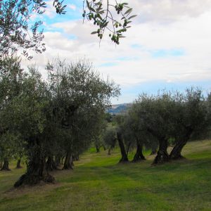 La regione del Montefeltro: cosa vedere, cosa mangiare e dove dormire