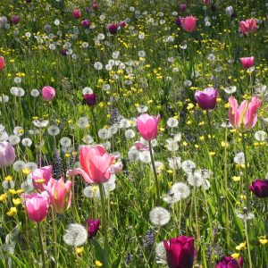 Villa Pisani Bolognesi Scalabrin, ospiterà la sesta edizione di GIARDINITY