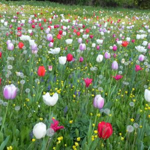 Villa Pisani Bolognesi Scalabrin, ospiterà la sesta edizione di GIARDINITY